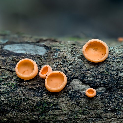 Cookeina venezuelae photographed in Monteverde, Costa Rica at the @monteverde_institute.

iNat 300036279