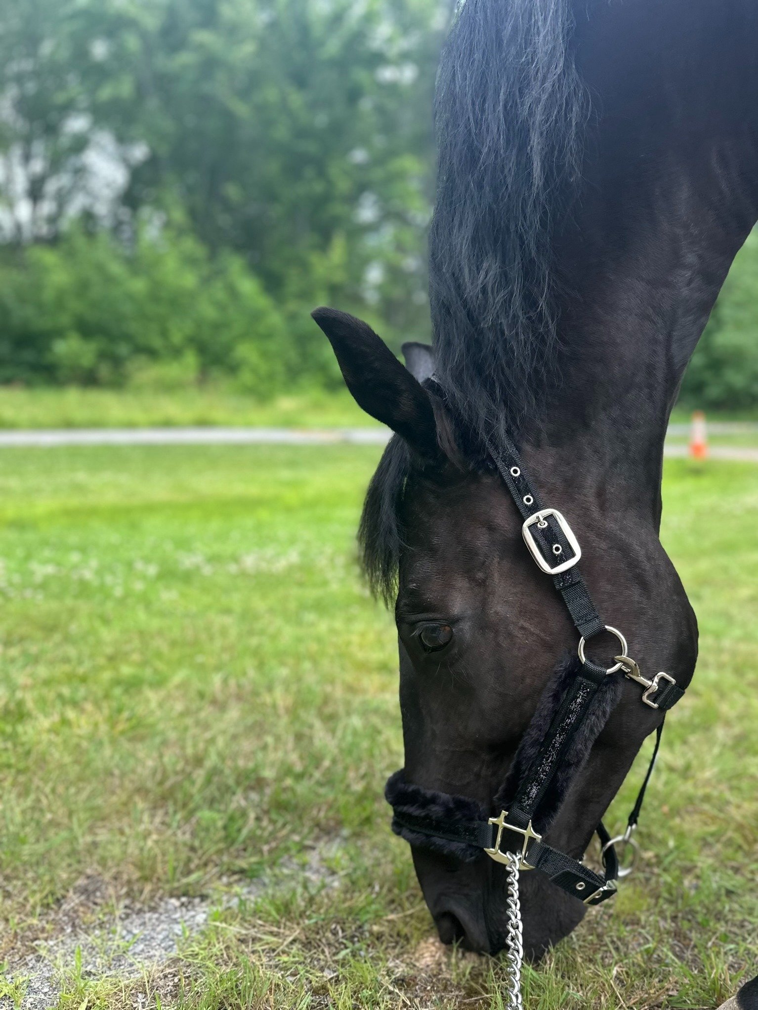 LSP Premium Fuzzy Sparkle Black Halter product image (2)