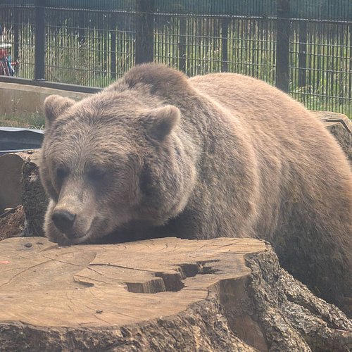 A few from our trip to the zoo back in August

#zoo #whipsnade #zslwhipsnadezoo #animals #bear #penguin #girraffe #otter #red...