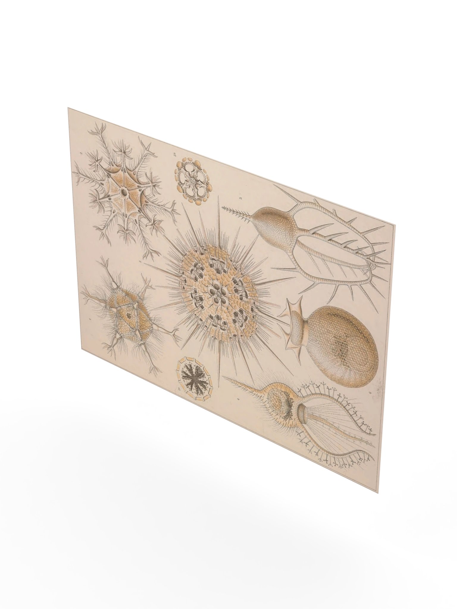Phaeodaria, Plate 1 – Haeckel Poster product image (8)