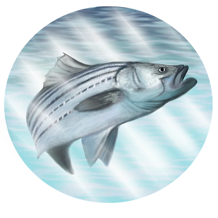 Sea Bass Sticker product image (1)
