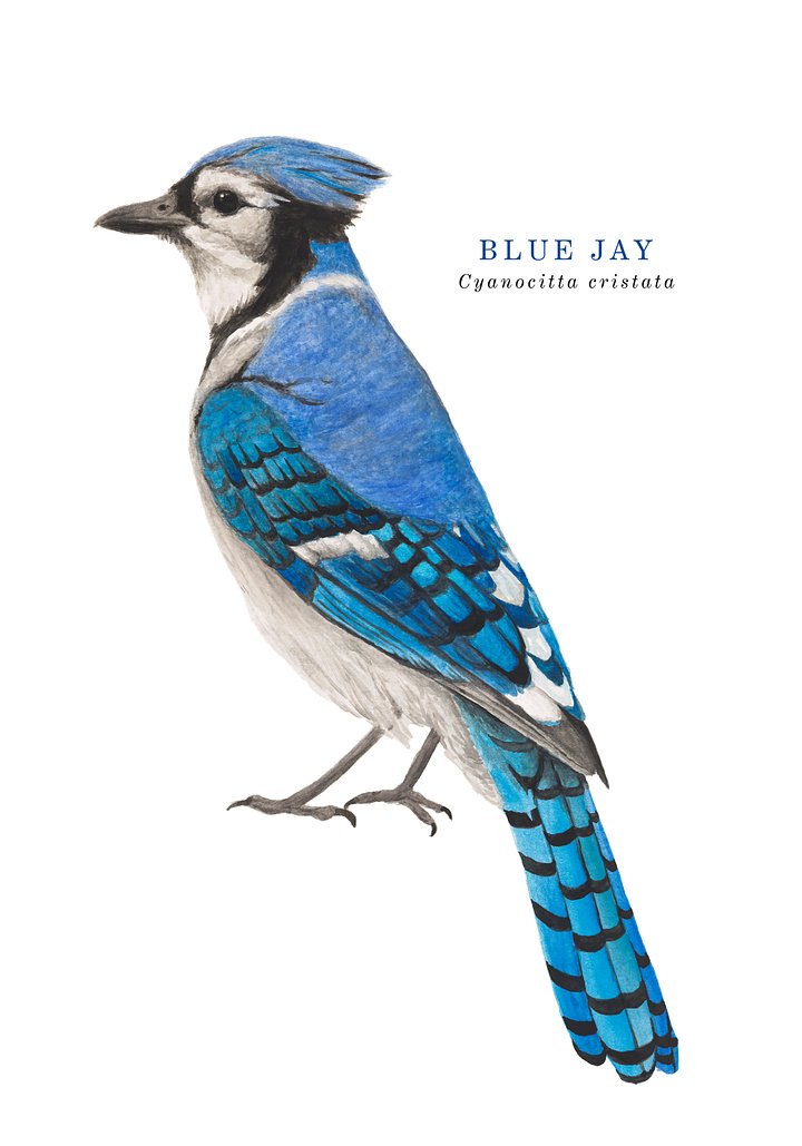 Blue Jay text - giclée print product image (1)
