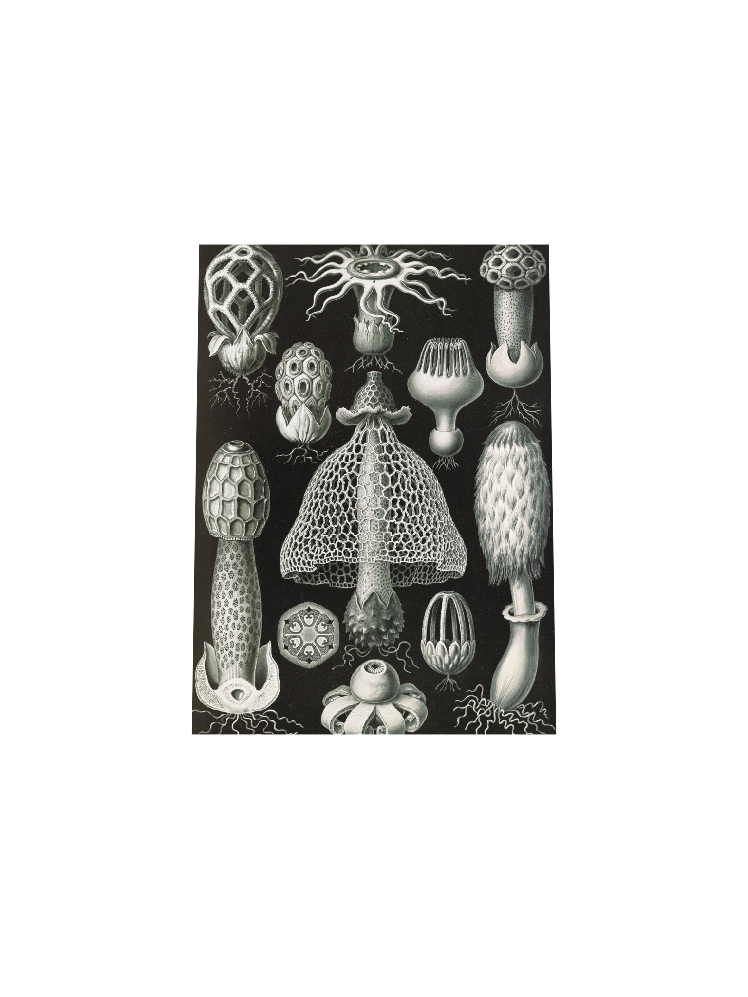 Stinkhorn Fungi Antique Botanical Art Print product image (11)
