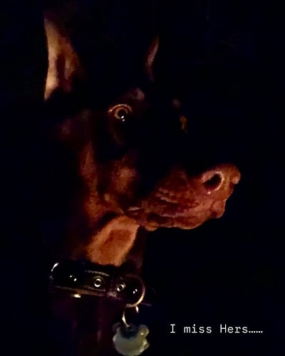 #mygirl #doberman #bestdogever