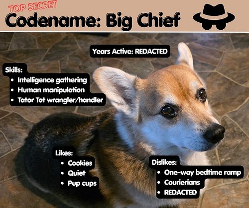 Day 205: 100 words. Oh no! Big Chief's dossier leaked. I can't wait to see how the representatives at Corgi Commandos clean t...