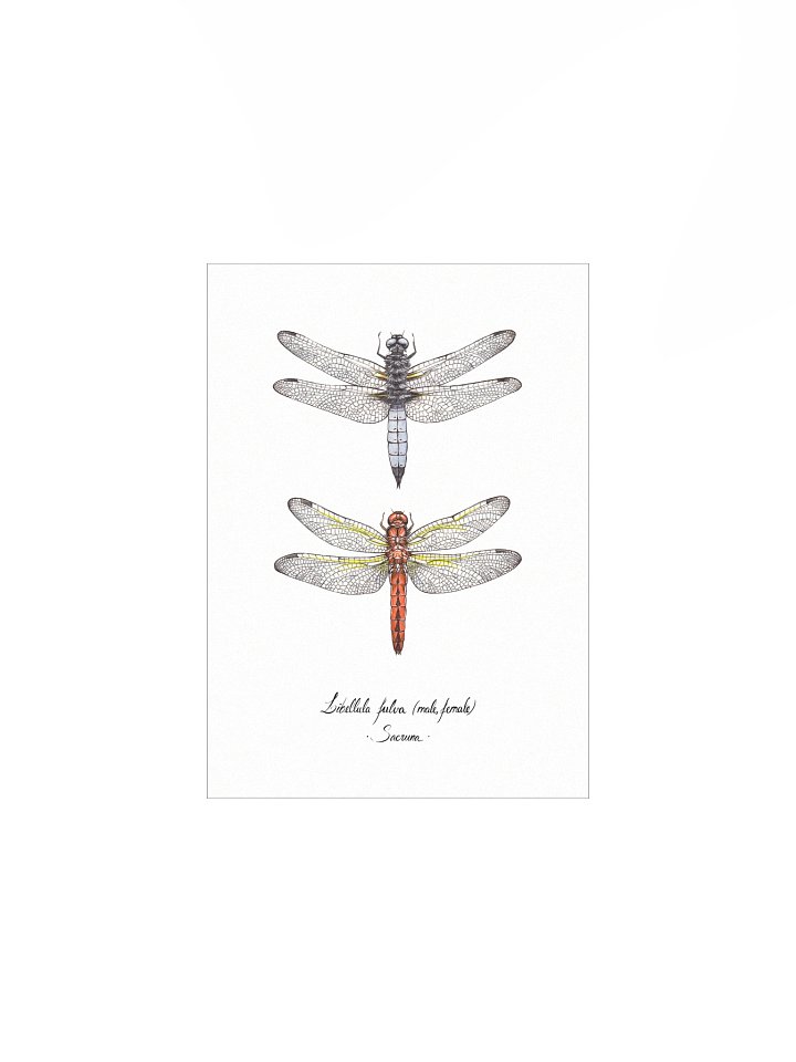 Libellula Fulva • Print product image (1)