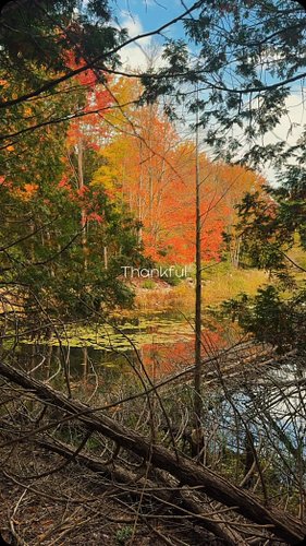 Thankful #canada #fall #thanksgiving