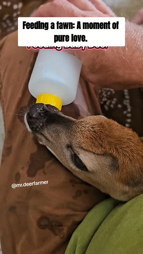 Sharing the love with our deer herd! They're not just animals, they're family. Come see what makes deer farming so special! #...