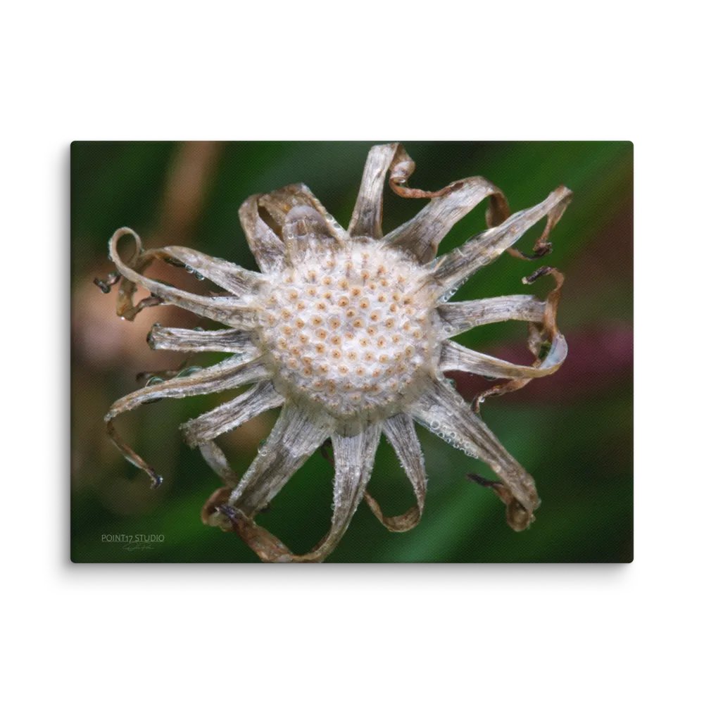 Spent Dandelion Sun - Print On Canvas product image (1)