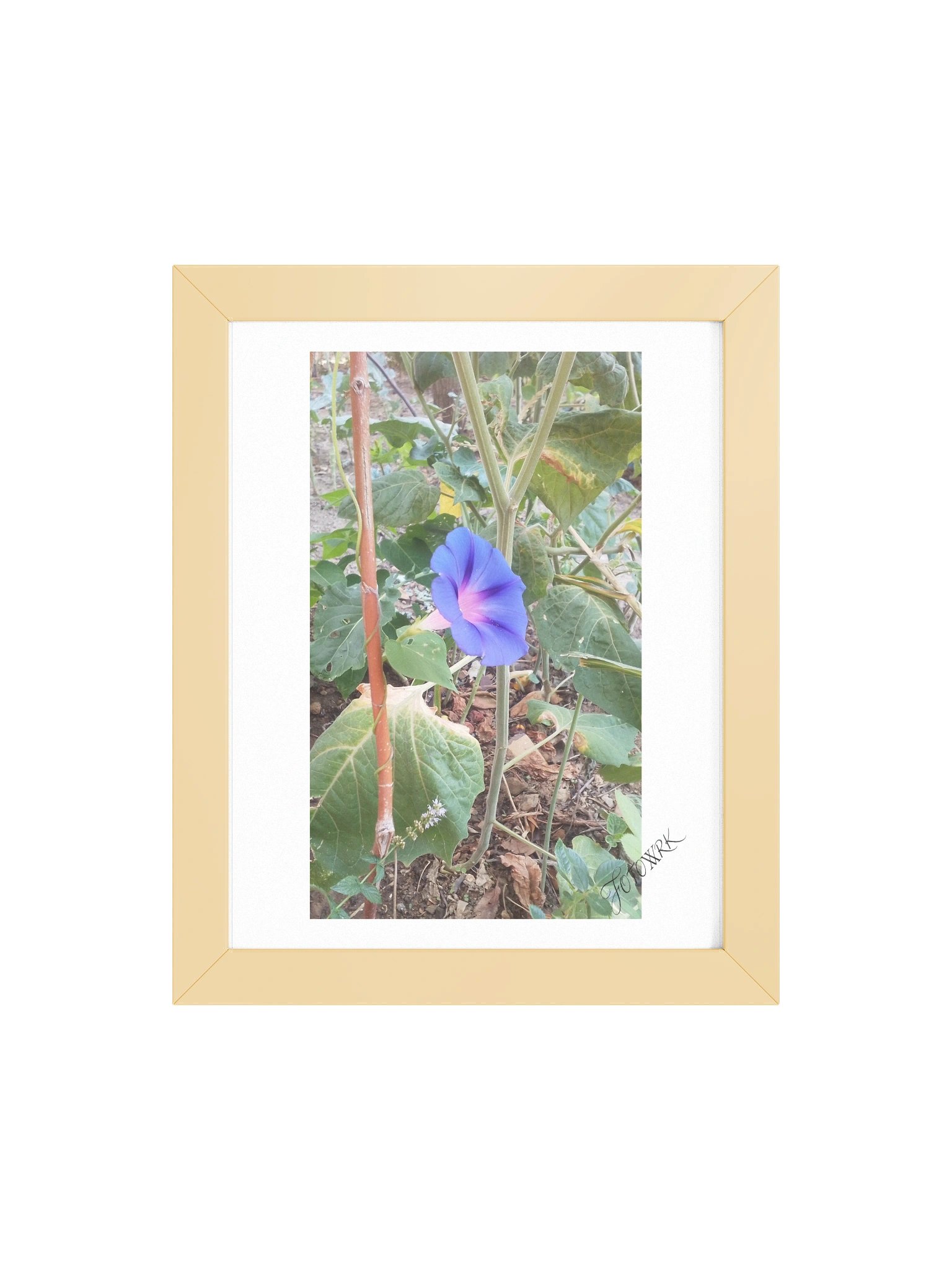 Glory - Fine Art Botanical Matte Poster product image (20)