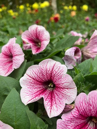 🇻🇳 🌺 [18.Jan.2025]