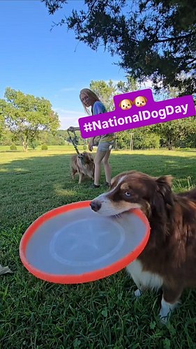 🐶🐶 Happy National Dog Day to all the shopdogs out there! ❤️ Ripley and Juice celebrated with some frisbee, tug of war, and a ...