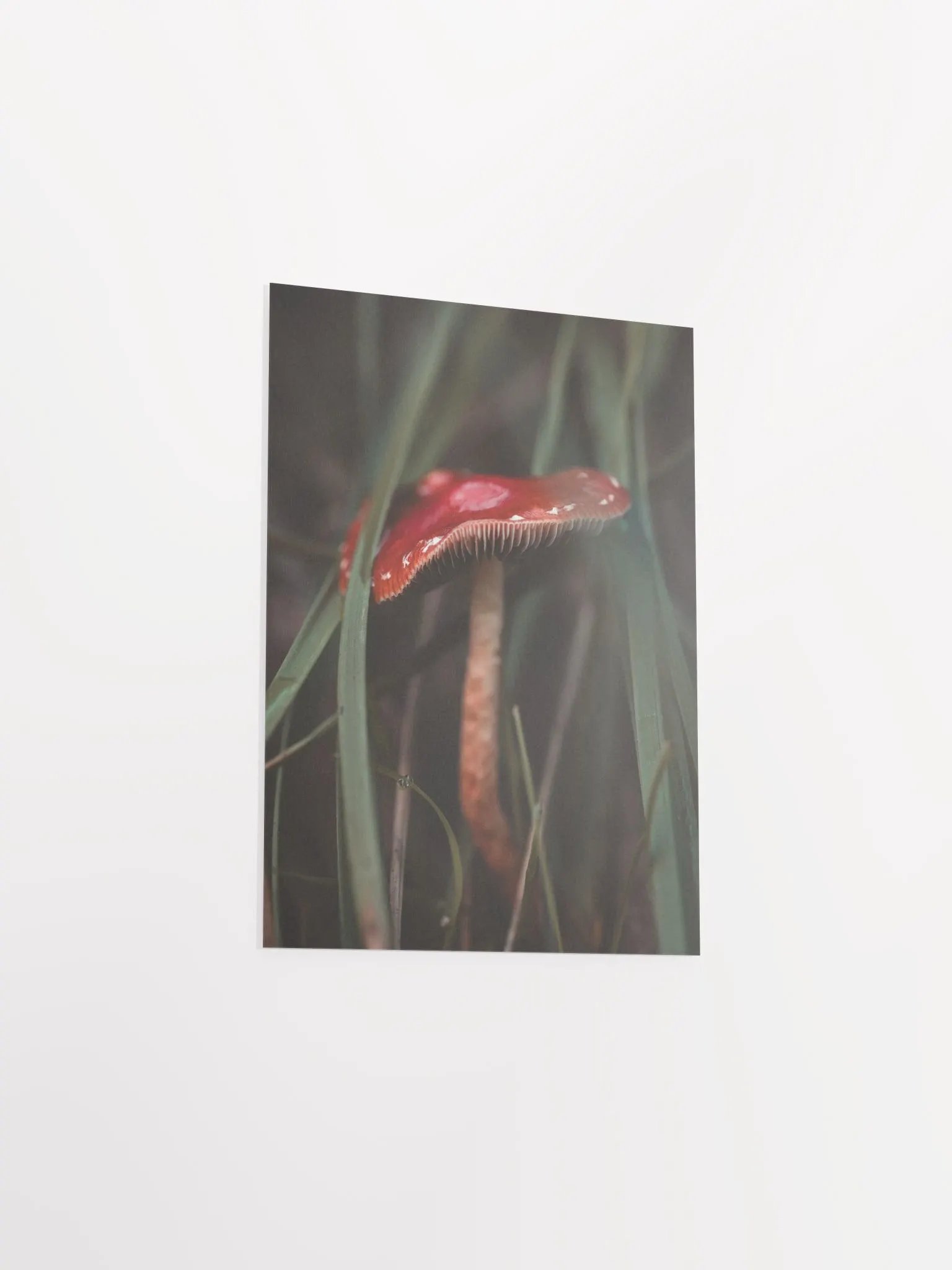 Red Mushroom product image (10)