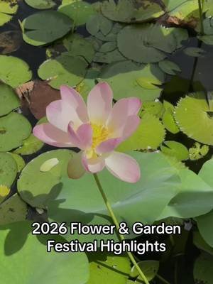 Follow link above for more. #waltdisneyworld #flowerandgardenfestival #epcot #fyp 