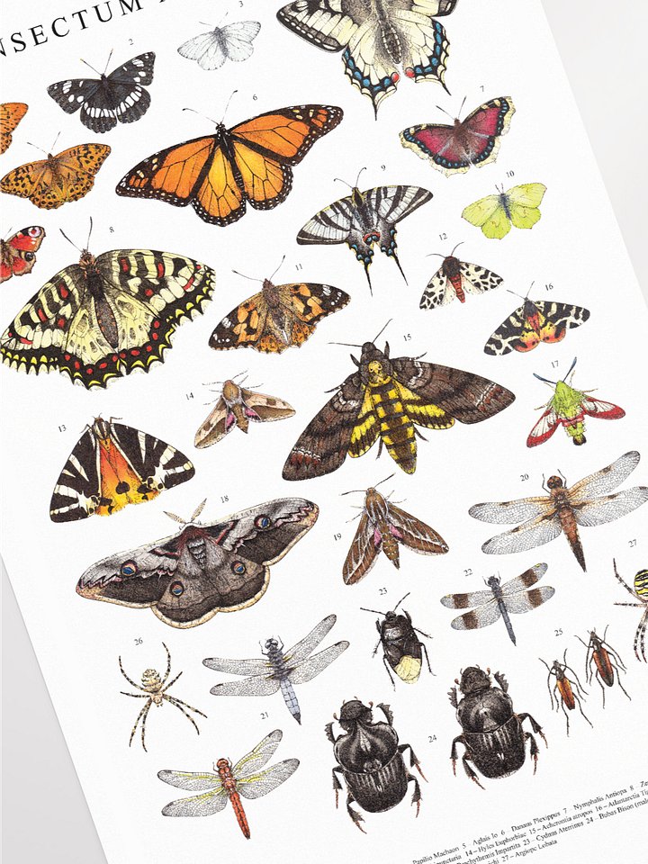 Insectum Abstractus, Whole • Framed Print product image (2)