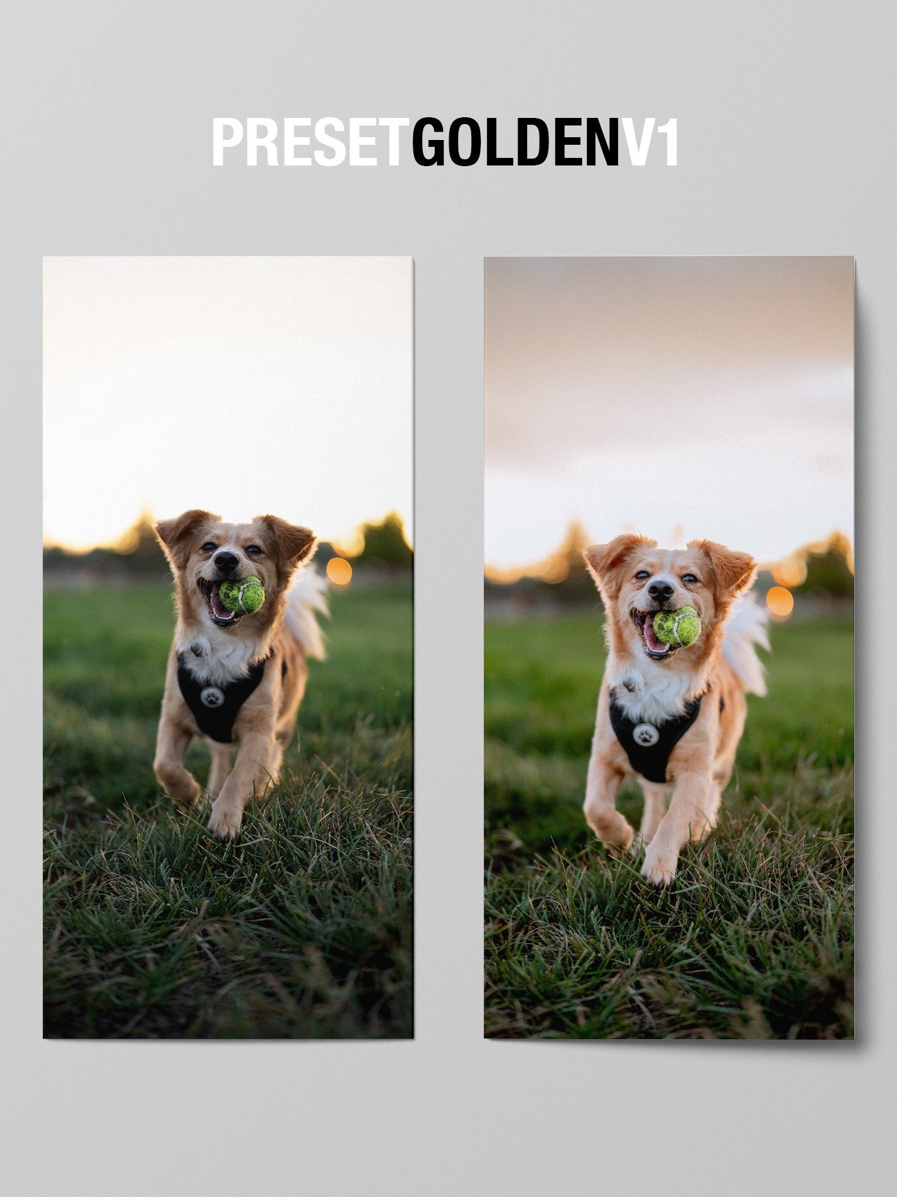 CUTE DOG PRESETS product image (12)