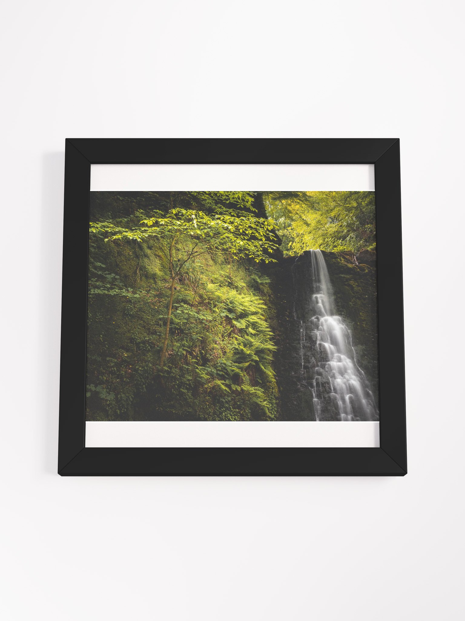 Falling Foss Sapling product image (15)