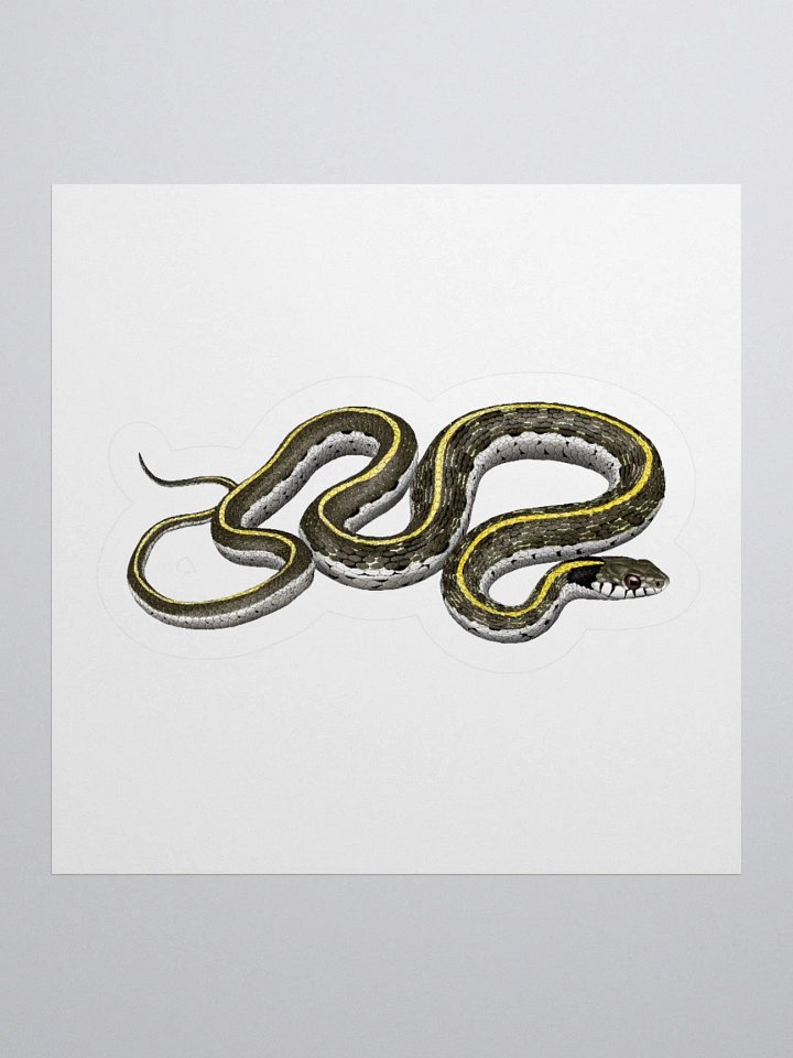 Die-Cut Sticker – Blacknecked Gartersnake product image (2)