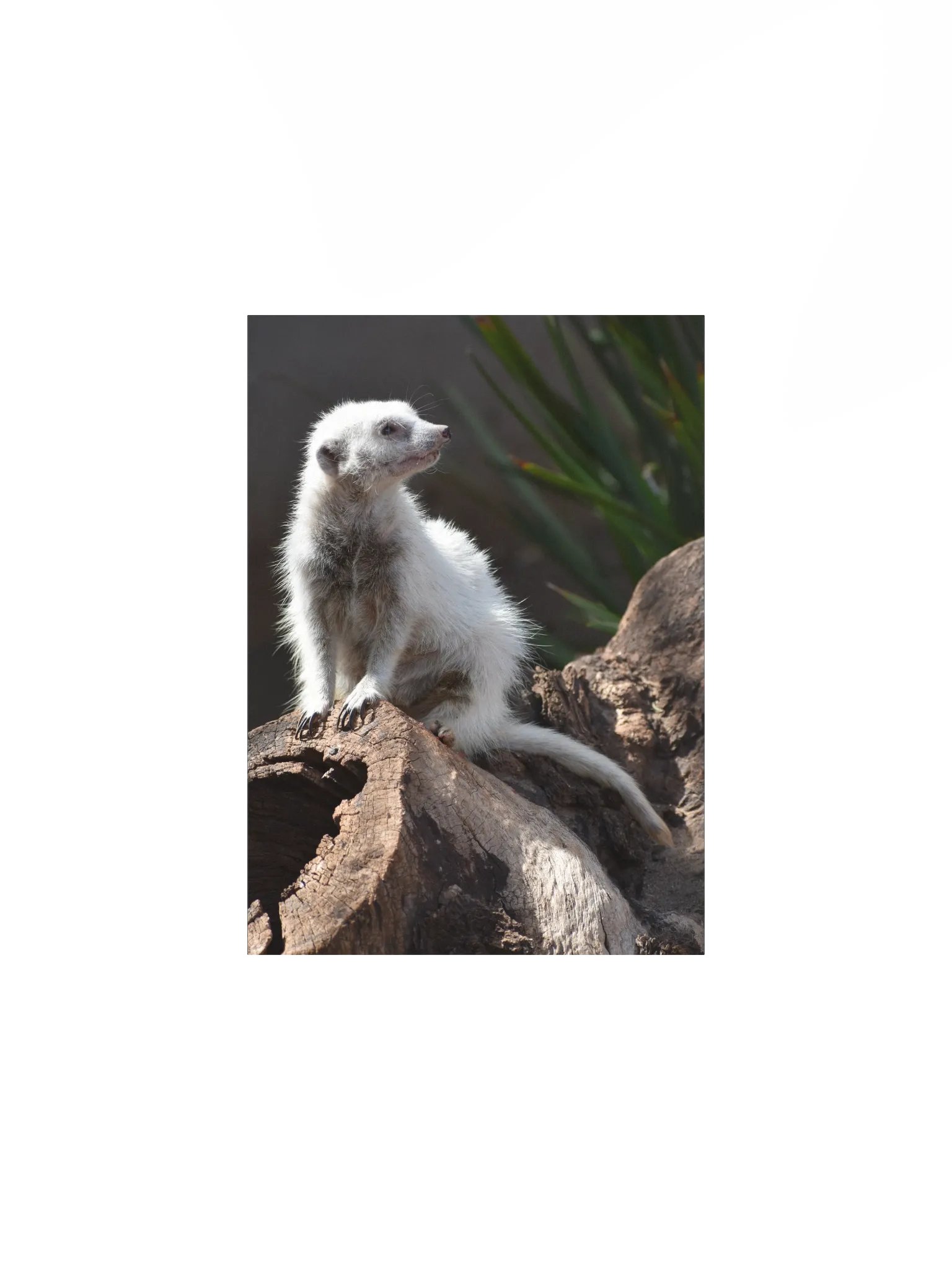 Meerkat product image (1)