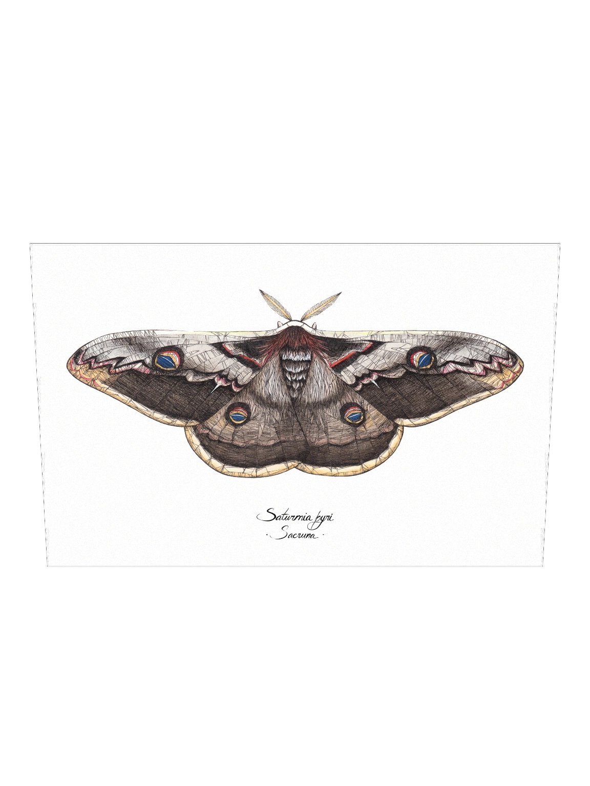 Saturnia Pyri • Print product image (2)