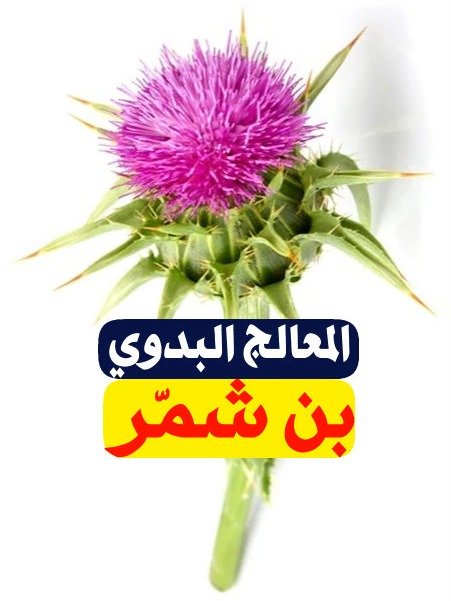 بذور شوك الجمال البرية الأصلية product image (3)