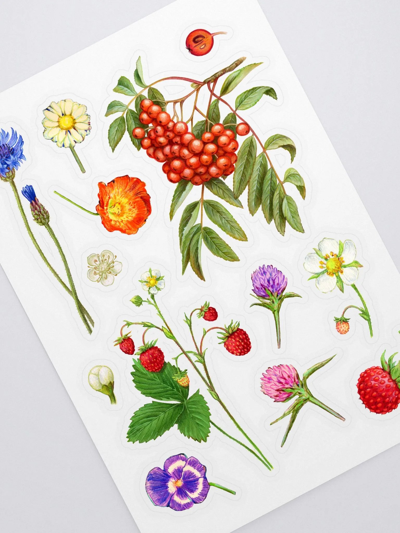 Botanical illustrations sticker sheet product image (1)