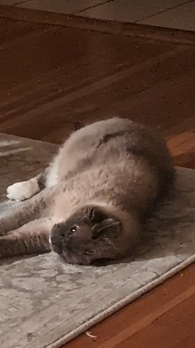 Creature of the night 🖤

#stretching #adoptdontshop #catsofinstagram #purrlates #seniorcats
