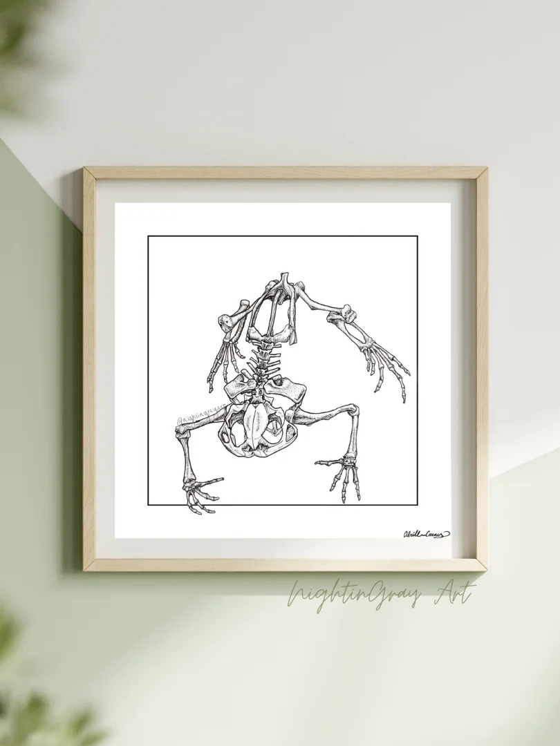 Toad Skeleton - Fine Art Print product image (1)