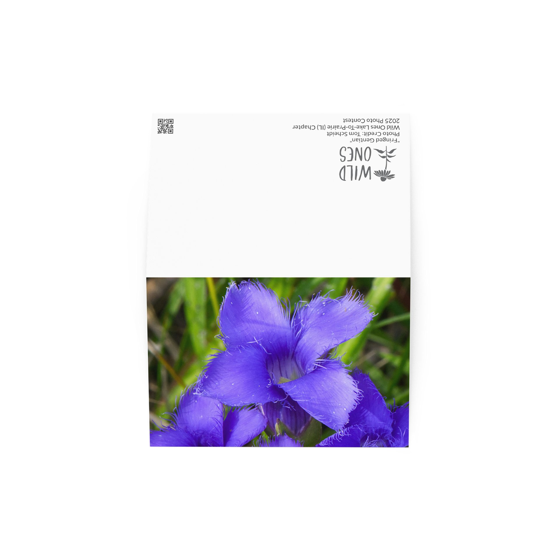 "Fringed Gentian" (Blank Card) product image (3)