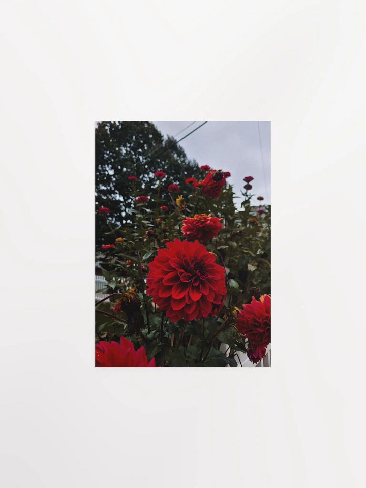 Autumn Dahlias Matte Print product image (1)
