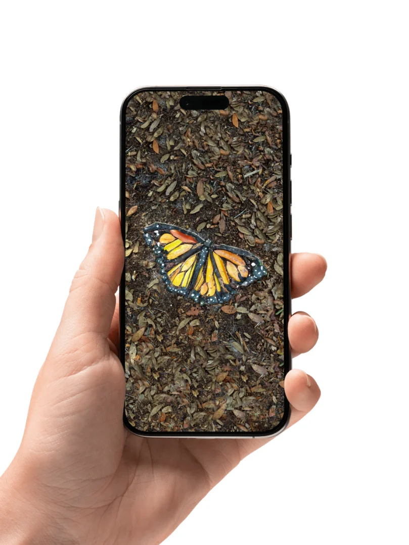 MONARCH BUTTERFLY | Phone Wallpaper product image (3)