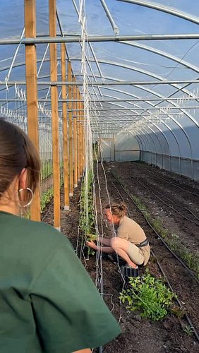 Stringing tomatoes today. Reminded me of the late great John Martyn this time around…. #nodig #marketgarden #regenerativeagri...
