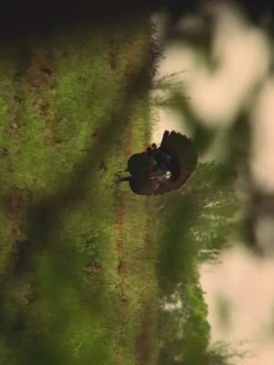 Who’s ready for some of this? #turkeyhunting #spring #longbeard #turkeys #edit 