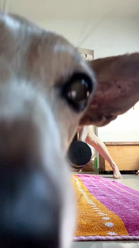 Orejas photobombs Carla’s home workout.￼

#photobomb #cutedog #livingwithdogs #dogslife