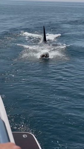 A mother seal races toward a yacht with her tiny pup as an orca closes in behind them. 🦭🐋 She reaches the low swim platform j...