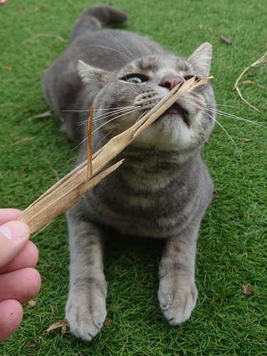 Is this a snack? Barney and Monty wonder this #caturday 😺