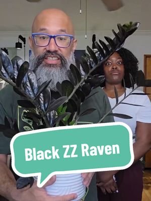 🖤 Check the bio to join the Misfits and Match plant lab and get more in depth with plant science. 🖤 The Zamioculcas zamiifolia ‘Raven’ aka Black ZZ Plant got that easy care + black foliage combo. 🖤 Plant fact: there is actually a patent on this plant and it's illegal to propagate. #ZamioculcaszamiifoliaRaven #blackzz #plantcouple #misfitsandmatcha #lowmantenanceplant