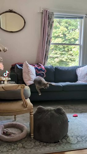 Couch crazies 

#crazycat #catsofinstagram #adoptdontshop #romeo #caturday