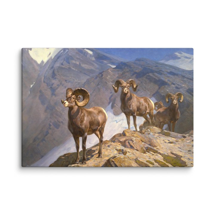 The Mountaineers - Big Horn Sheep on Wilcox Pass product image (3)