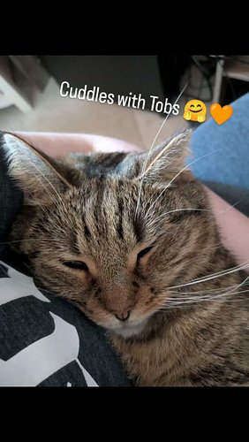 Cuddles with Tobs 🤗🧡 
.
.
.
.
.
#catsofinstagram #catlife #catlover #rescuecats #adoptdontshop
