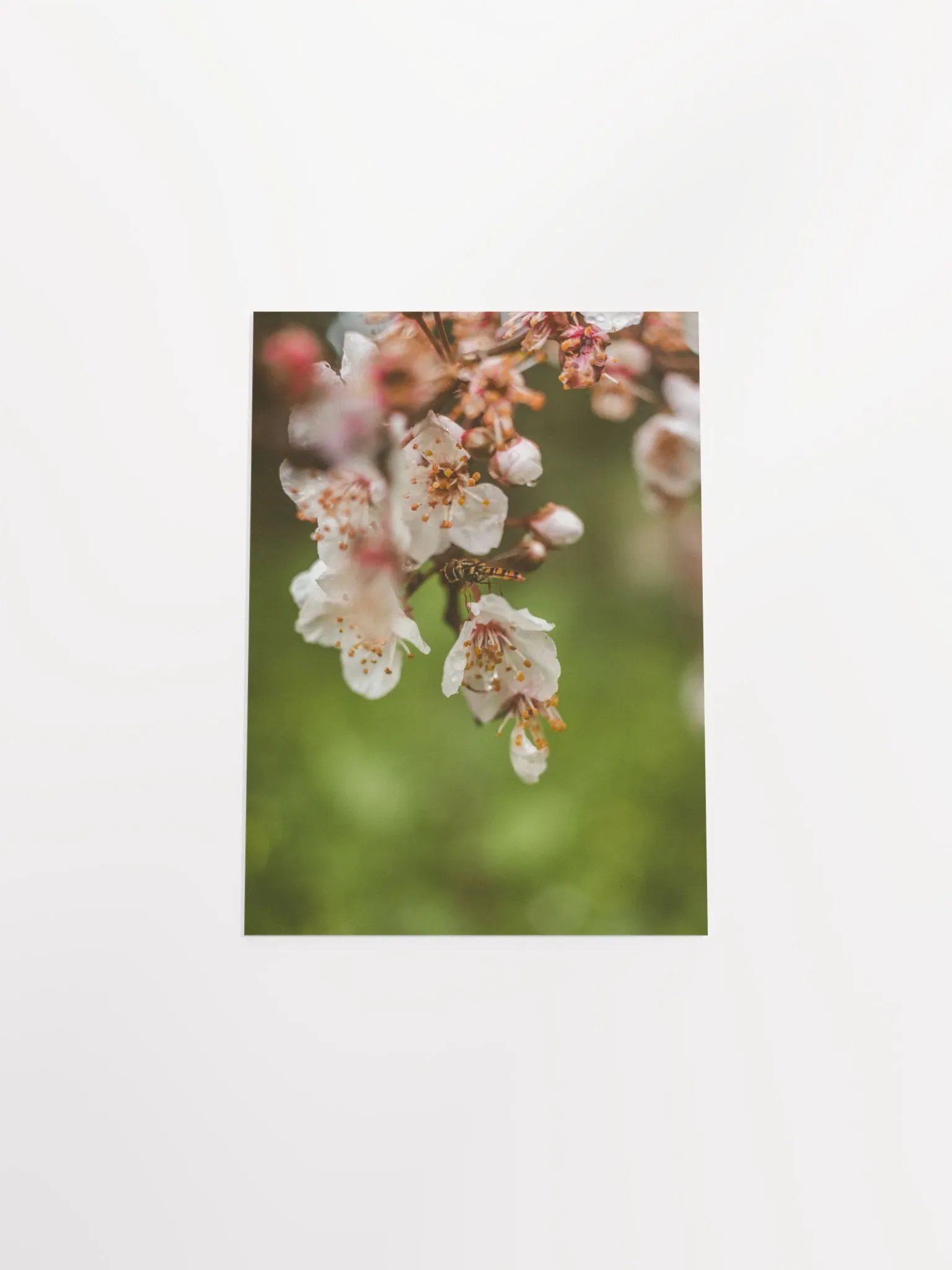 Spring Bee product image (16)