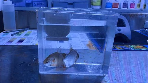 Silver Dollars a close cousin to piranhas but much peacefuller and can live with other species of fish. #metynnis