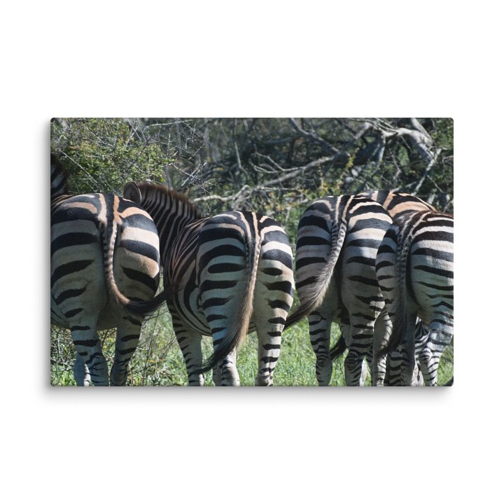 Zebra Butts Canvas Print product image (5)