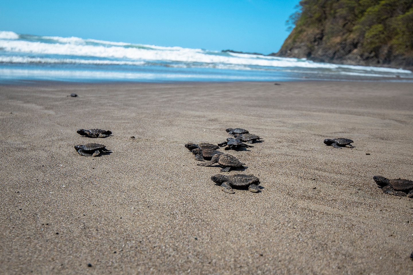 Baby turtles that just hatched, Costa Rica