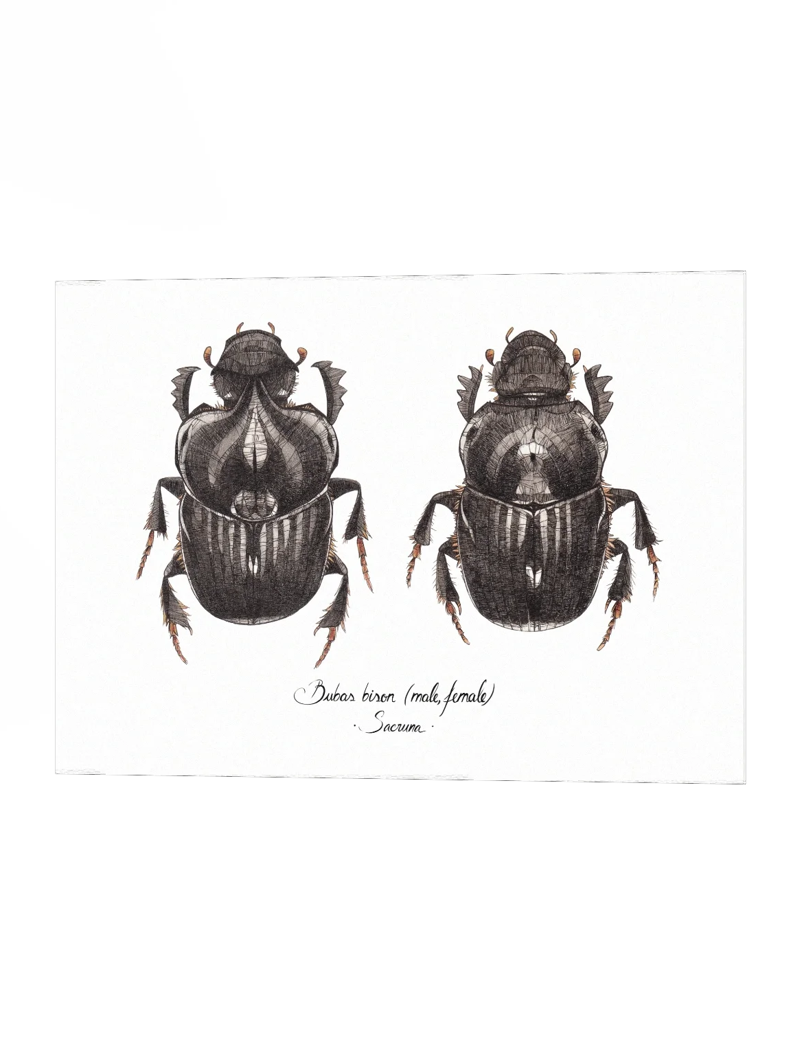 Bubas Bison • Print product image (2)