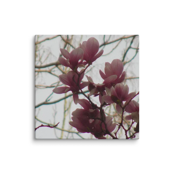 Magnolia product image (2)
