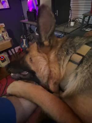 Game night canceled by management. Mandatory pets are now in effect. 🐾😂 #GermanShepherd #FunnyDogs #DogHumor #PetTok #Gamer
