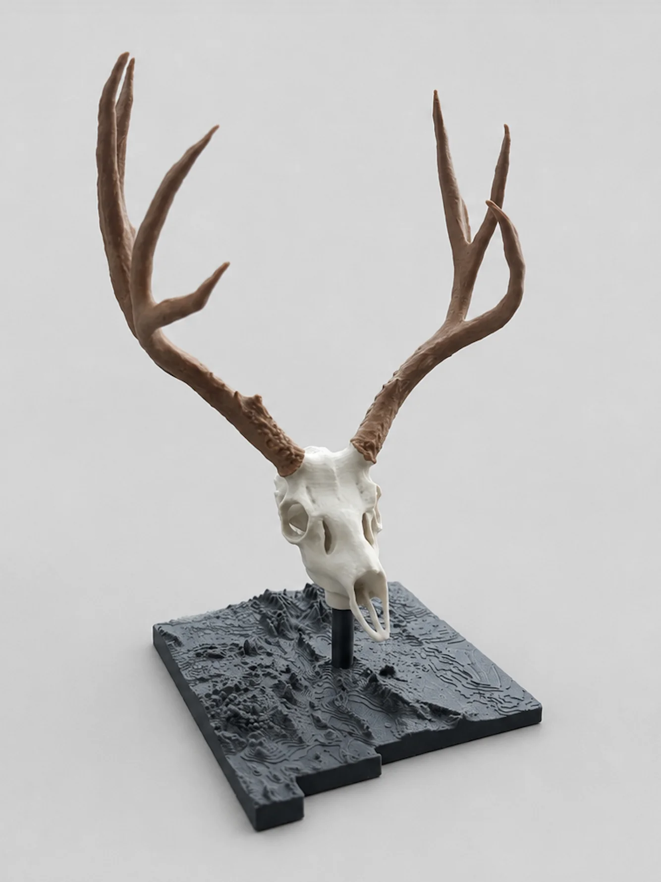 Mule Deer Euro Mount product image (2)