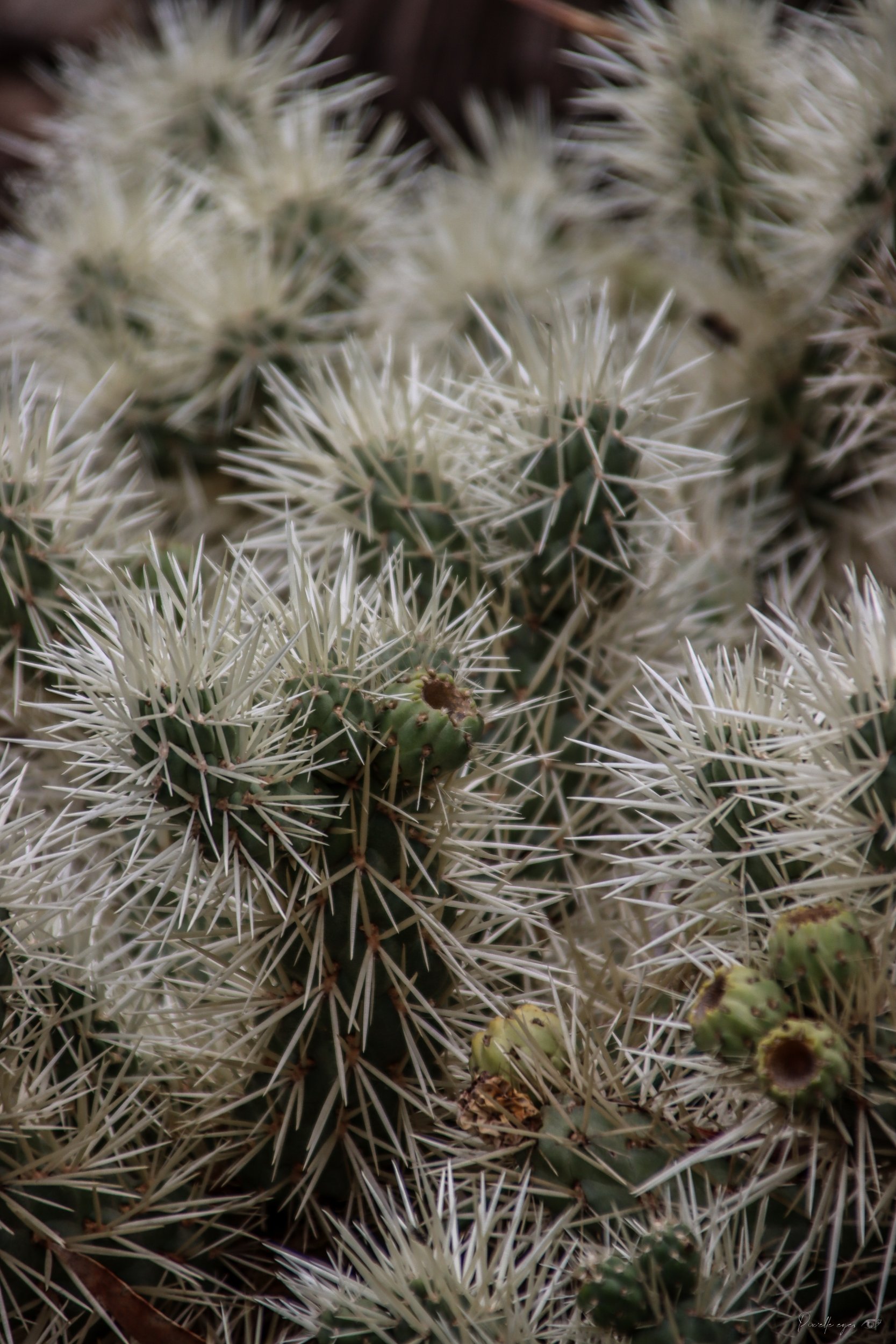 🌵 Fine Art – Underneath the Armor product image (1)