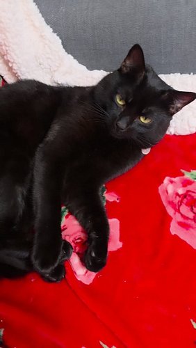 the final boss (don't underestimate him)!

#blackcatsofinstagram #mauricethecat #blackcat #kawaiiaesthetic #blackcatsofig